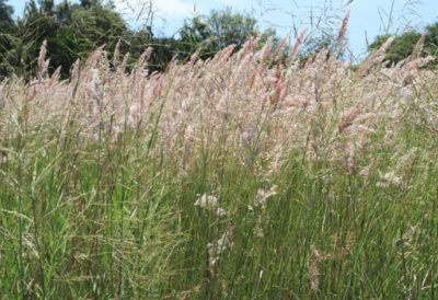 THE IMPORTANCE OF GRASSES